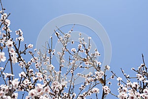 Beautiful almond tree blooming. Almond blossom over blue sky. photo