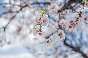 Beautiful almond tree blooming. Almendro en flor.