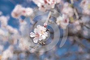 Beautiful almond tree blooming. Almond blossom photo