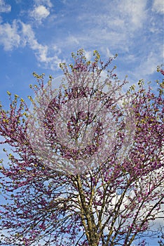 Beautiful almond tree during flowering season