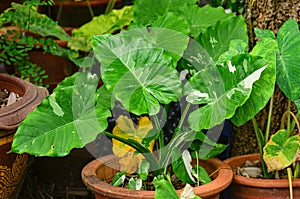 Beautiful Alocasia Okinawa Silver ver photo