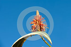 Beautiful aloe flower and green leave on blue sky background