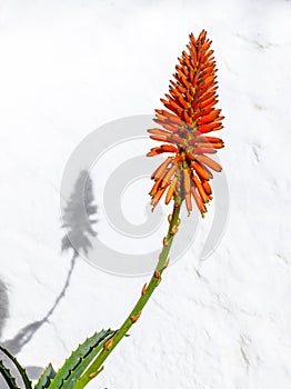 Beautiful Aloe Vera flower