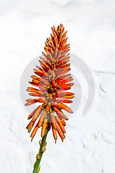 Beautiful Aloe Vera flower