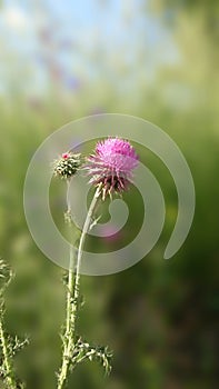Beautiful and alone thistle photo