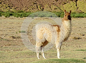 Beautiful alpaca in altiplano Andes