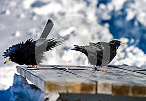 Beautiful alpine chough on white snow bachkgound in high mountains