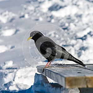 Beautiful alpine chough on white snow bachkgound in high mountains