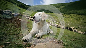 Beautiful alpine dog carefree lay on the grass in the Carpathians mountains