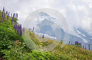 Beautiful alpine flowers with group of iron cap, summit of monch mountain in clouds