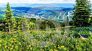 Alpine flowers on top of Tod Mountain near the village of Sun Peaks in British Columbia, Canada