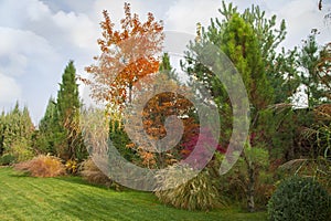 Beautiful alpine hill with trees, shrubs and ornamental grasses in the autumn park.