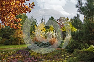 Beautiful alpine hill with trees, shrubs and ornamental grasses in the autumn park.