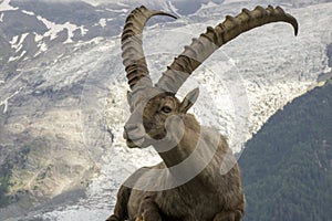 Beautiful Alpine Ibex Capra Ibex on the background of the Mont