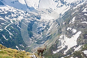 Beautiful Alpine ibex in the snowy mountains of Gran Paradiso National Park, Italy