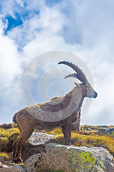 Beautiful Alpine ibex in the snowy mountains of Gran Paradiso National Park, Italy