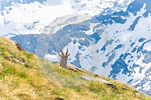 Beautiful Alpine ibex in the snowy mountains of Gran Paradiso National Park of Italy