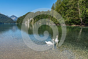 Beautiful alpine lake Alpsee located near Neuschwanstein castle, Bavaria