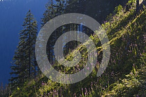 Beautiful alpine mountain landscape at summer. Tatras mountains.  Slovakia