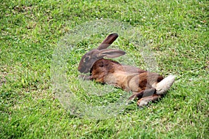 Beautiful Alpine Wild Rabbit in grass