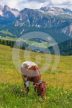 Beautiful Alps meadow with a grazing cow in the summer