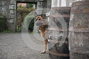 Beautiful alsatian dog hiding behind large wooden barrels