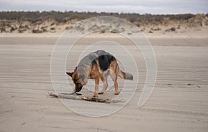 Beautiful Alsation dog playing with a stick on the beach