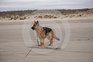 Beautiful Alsation dog playing with a stick on the beach