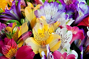 Beautiful alstroemeria flower background. Alstroemeria flower colorful. Peruvian Lily.Close-up