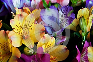 Beautiful alstroemeria flower background. Alstroemeria flower colorful. Peruvian Lily.Close-up