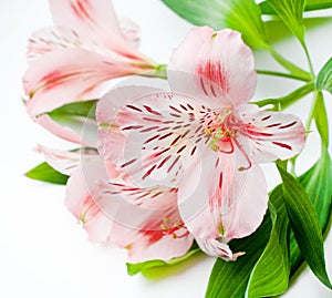 Beautiful Alstroemeria flowers. Pink flowers and green leaves on white background. Peruvian Lily close-up
