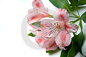 Beautiful Alstroemeria flowers. Pink flowers and green leaves on white background. Peruvian Lily