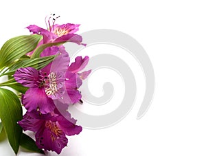 Beautiful Alstroemeria flowers. Purple flowers and green leaves on white background. Peruvian Lily. Top view with space for text