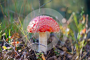 Beautiful Amanita Muscaria mushroom. Red hat, poisonous medical fungi growing in the forest