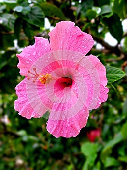 Beautiful Amapola Flower photo