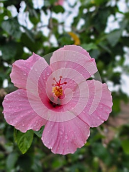Beautiful Amapola Flower water drops photo