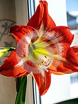 A beautiful amaryllis flower bloomed in a pot on the windowsill