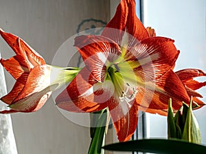 A beautiful amaryllis flower bloomed in a pot on the windowsill