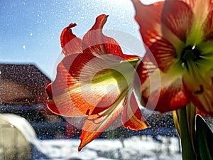 A beautiful amaryllis flower bloomed in a pot on the windowsill