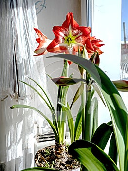 A beautiful amaryllis flower bloomed in a pot on the windowsill