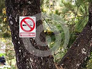 Beautiful and amazing ad in the tree for no smoking at galipan`s town caracas venezuela