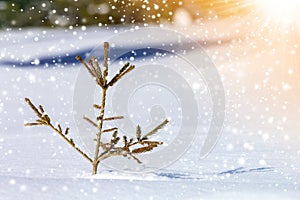 Beautiful amazing Christmas winter mountain landscape. Small young green fir tree spruce growing alone in deep snow on cold sunny