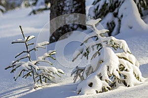 Beautiful amazing Christmas winter mountain landscape. Small young green fir trees covered with snow and frost on cold sunny day o