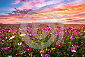 Beautiful and amazing of cosmos flower field landscape in sunset