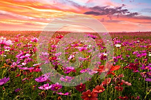 Beautiful and amazing of cosmos flower field landscape in sunset.