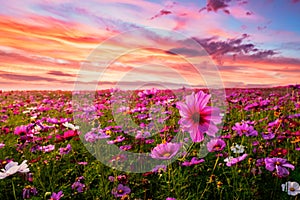 Beautiful and amazing of cosmos flower field landscape in sunset.