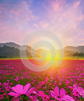 Beautiful and amazing of cosmos flower field landscape in sunset. nature wallpaper background