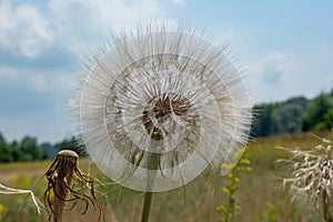 Beautiful amazing dandelion flowers in the field during summer tim