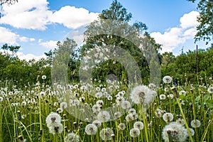 Beautiful amazing dandelion flowers in the field during summer time