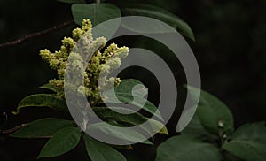 Hermoso asombroso a verde flor sobre el 